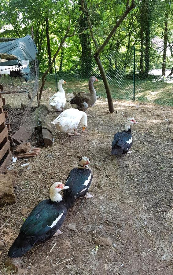 Gite Santenay Les Bains Saint-Sernin-du-Plain 外观 照片
